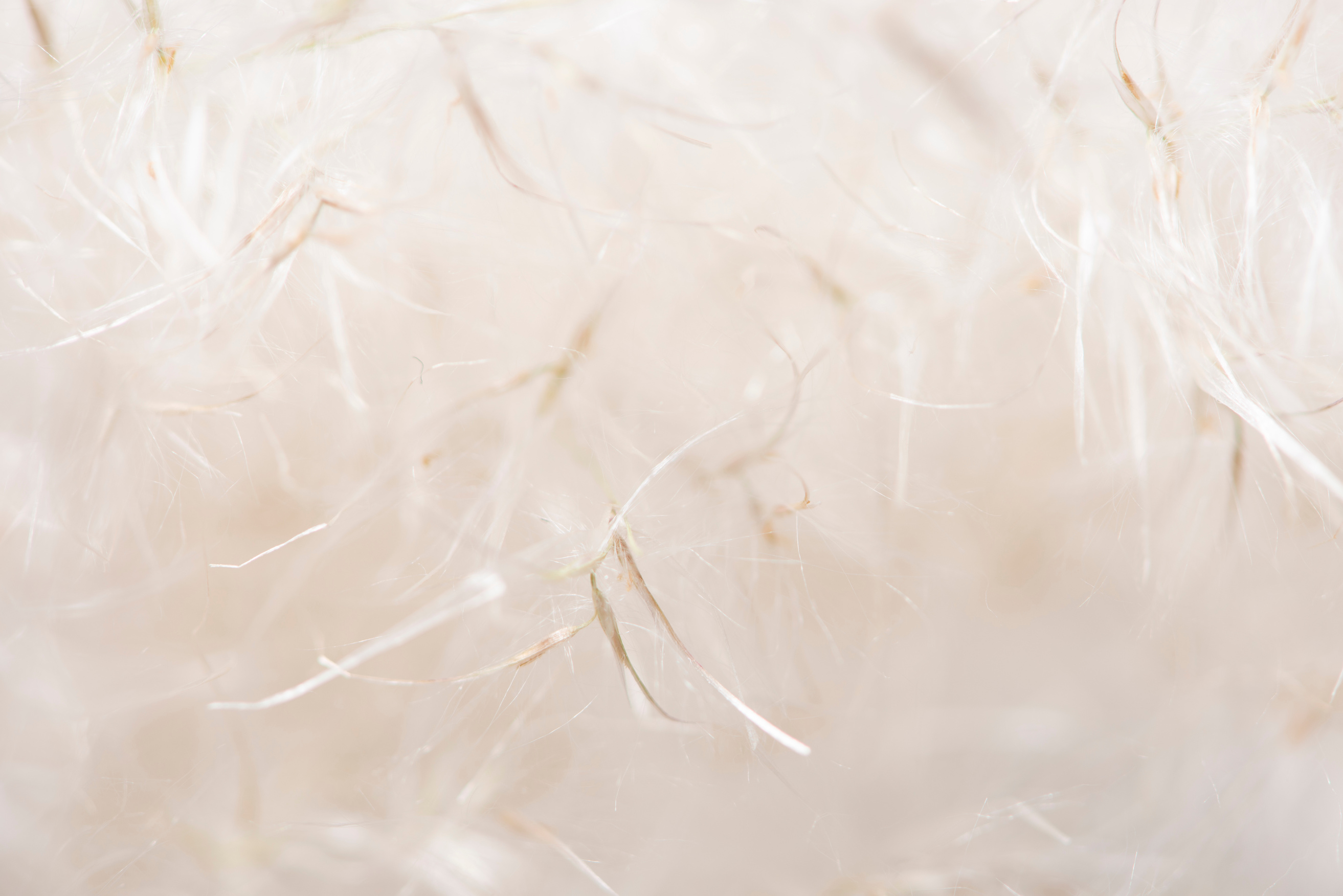 Soft Beige Pastels Background, Wedding